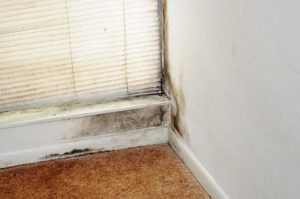 Mold Removal