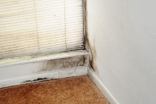 Dealing with Your Home’s Mold Problem Once and For All