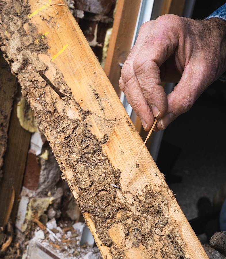 termite inspection fresno