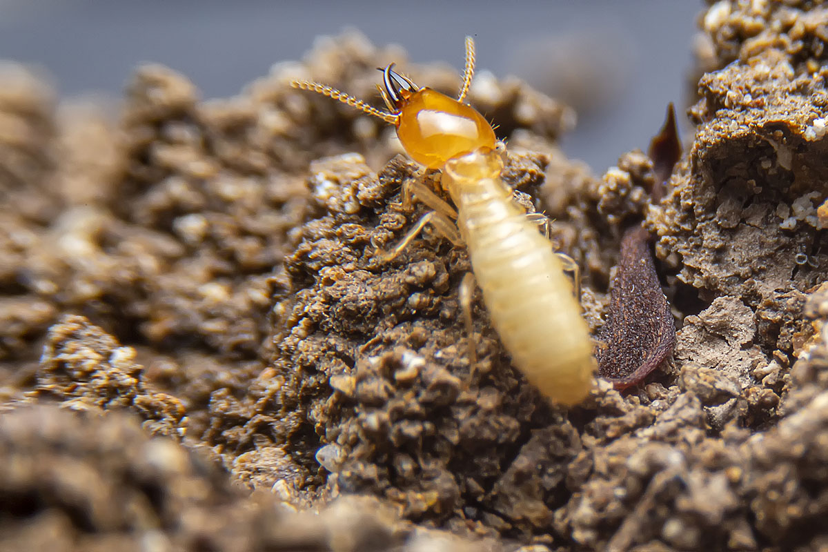 Termite and Pest Inspections